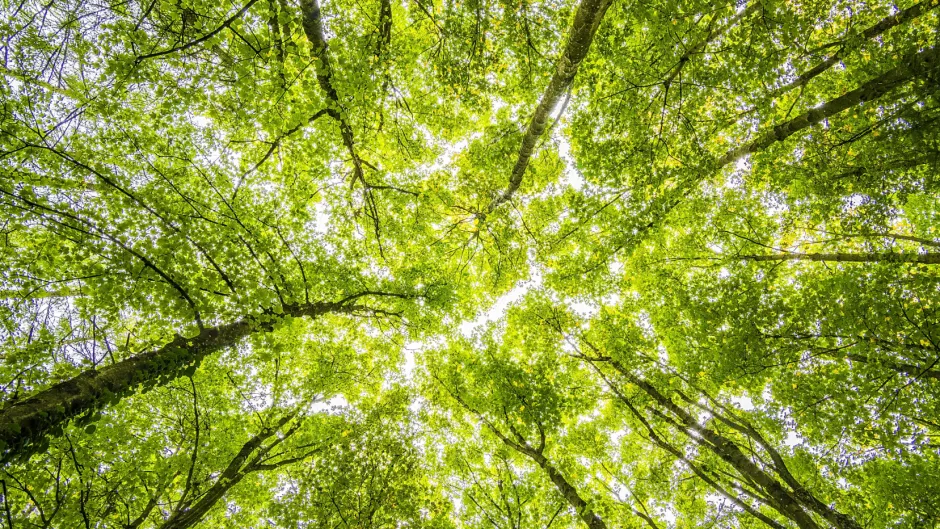 Wald